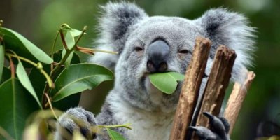 Anda Pasti Terkejut Mendengar Suara Sebenar Koala