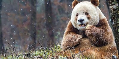 Kisah Sedih Gembira Si Panda Coklat Bernama Qizai