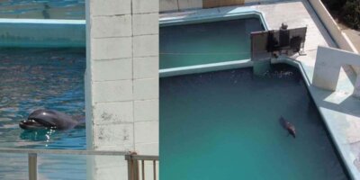 Ikan Lumba-Lumba Honey Mati Di Dalam Akuarium Setelah Ditinggalkan Keseorangan Selama Dua Tahun