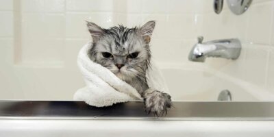 Perlukah Kucing Untuk Dimandikan?