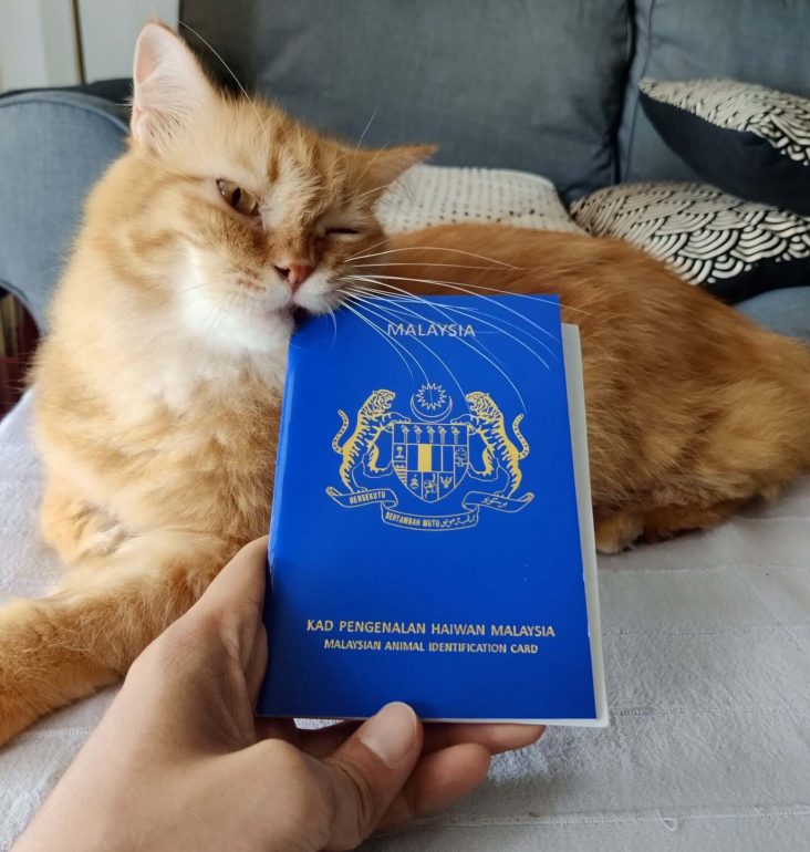 Cara Mohon Kad Pengenalan Haiwan Kucing Peliharaan Anda Nadz.my