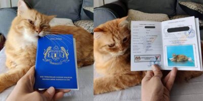 Cara Mohon Kad Pengenalan Haiwan Kucing Peliharaan Anda