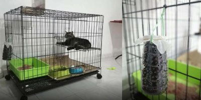 Cara Hilangkan Bau Najis Kucing