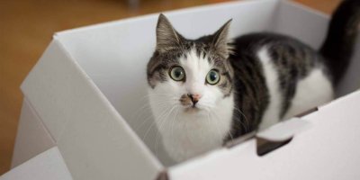 Kenapa Kucing Suka Kotak? Ini Sebabnya
