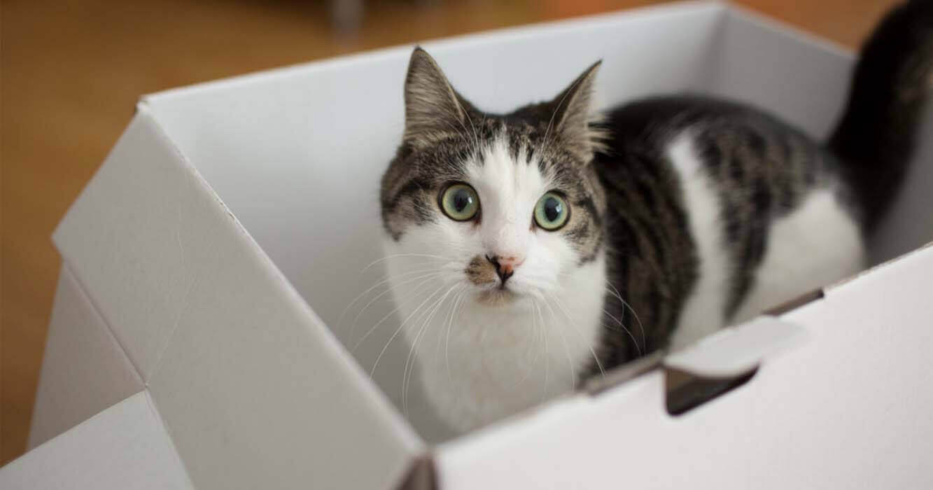 kenapa kucing suka kotak