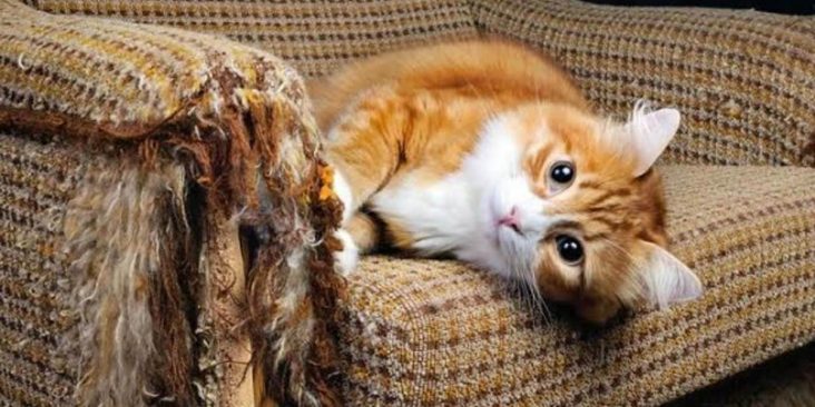 kucing cakar sofa
