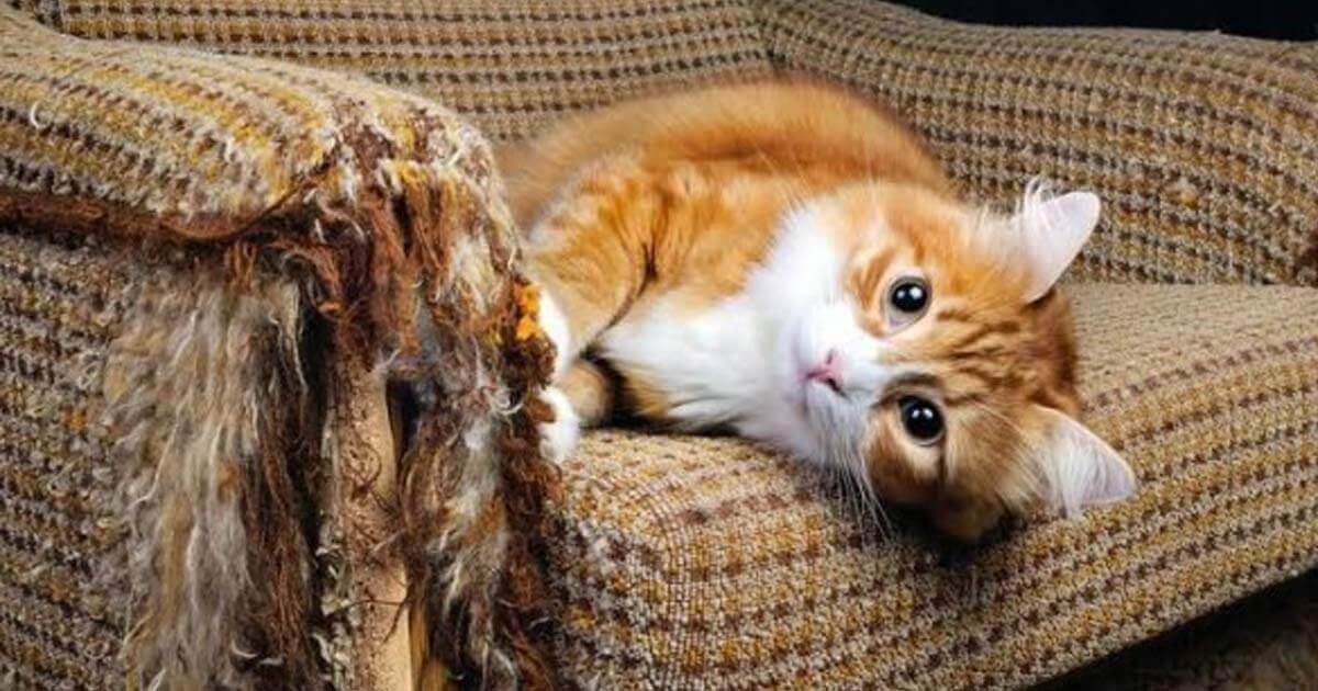 kucing cakar sofa