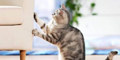 Kenapa Kucing Suka Cakar Perabot Dan Karpet? Ini Jawapannya