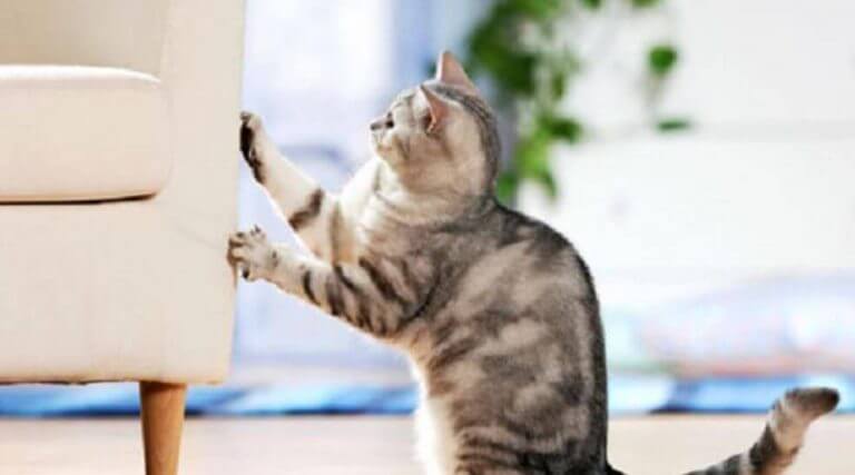 kucing suka cakar perabot