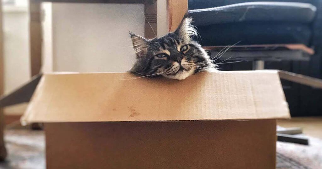 sebab kucing suka kotak