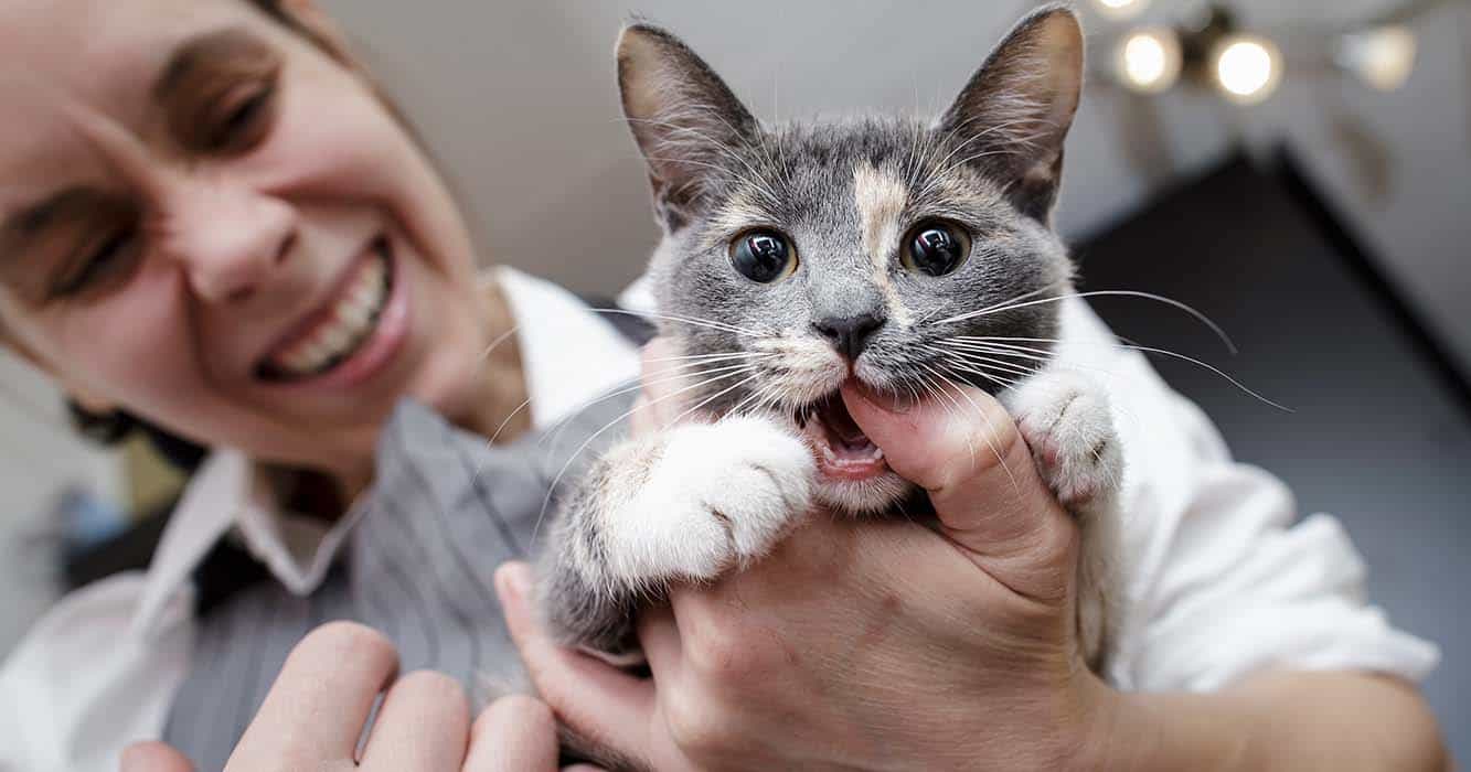 kenapa kucing haram dimakan