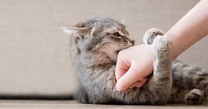 Kenapa Kucing Suka Gigit