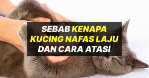 kenapa kucing bernafas laju