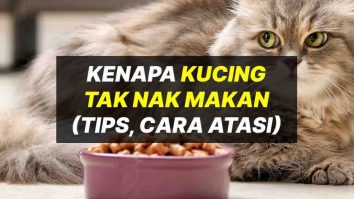 Ini Sebab Kenapa Kucing Bernafas Laju Dan Cara Mengatasinya