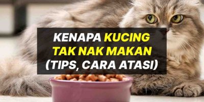 Ini Sebab Kenapa Kucing Tak Nak Makan Dan Minum