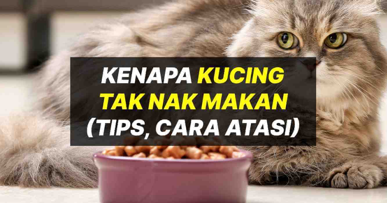 Ini Sebab Kenapa Kucing Tak Nak Makan Dan Minum