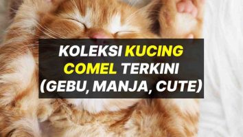 Ini Sebab Kenapa Kucing Bernafas Laju Dan Cara Mengatasinya