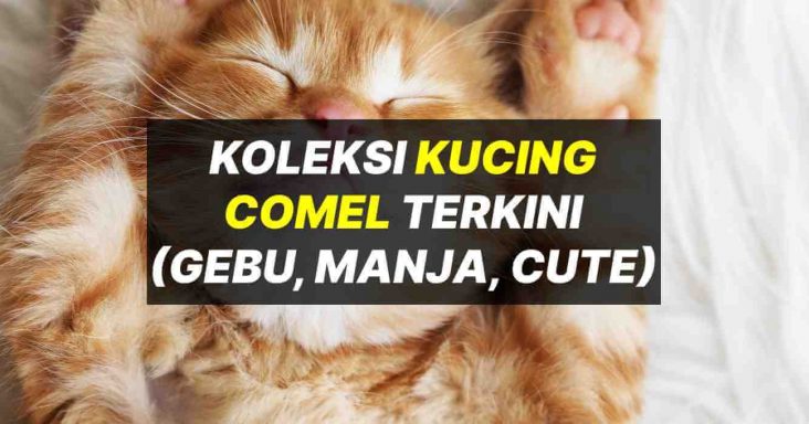 Koleksi Gambar Kucing Comel Gebu Manja Lucu Terkini 2021