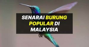 jenis burung