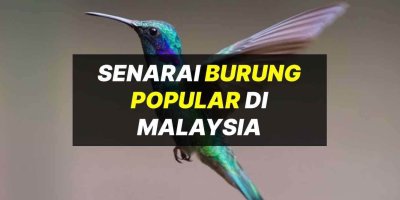 Jenis Burung Di Malaysia Yang Wujud & Popular
