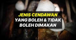 jenis cendawan