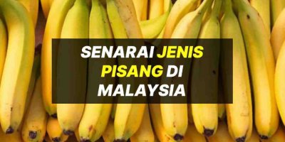 Senarai Jenis Pisang Di Malaysia