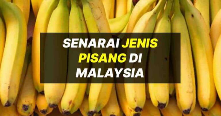 jenis pisang