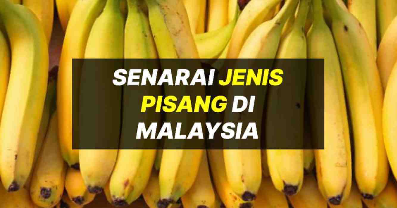 Jenis pisang