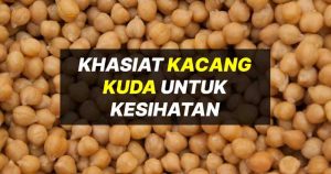 kacang kuda