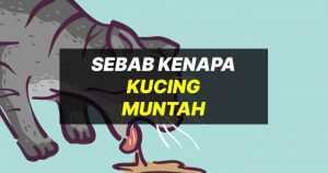 kenapa kucing muntah