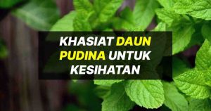 khasiat daun pudina