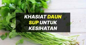 khasiat daun sup