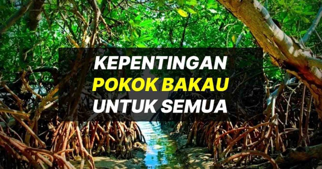 Kepentingan Pokok Bakau (Contoh Karangan)