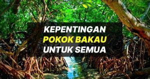 pokok bakau