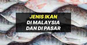 jenis ikan