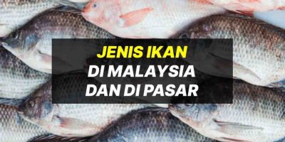 Kenali Jenis Ikan Sungai & Jenis Ikan Laut Dalam Di Pasar