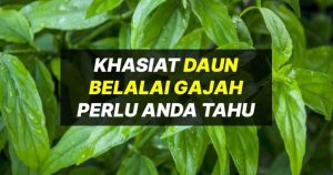 khasiat daun belalai gajah