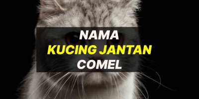 Koleksi Nama Kucing Jantan Comel & Melayu
