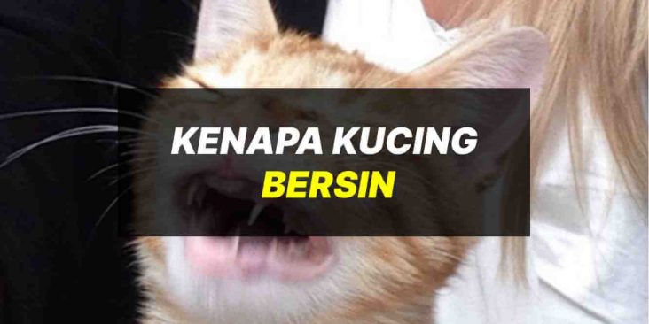kenapa kucing bersin