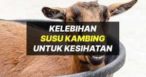 kelebihan susu kambing