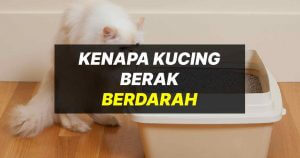 kenapa kucing berak berdarah