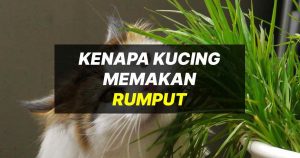 kenapa kucing makan rumput