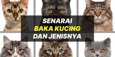Senarai Baka Kucing & Jenis Kucing Yang Perlu Anda Tahu