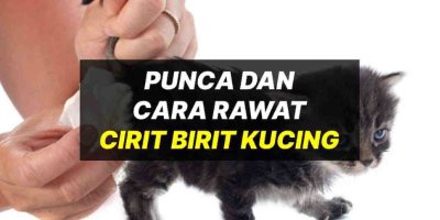 Punca Kucing Cirit Birit & Cara Merawat Kucing Cirit Birit