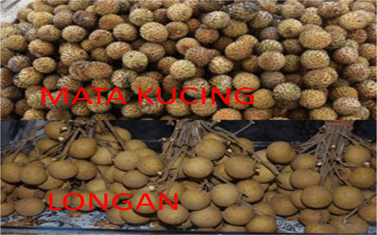 beza longan dan mata kucing