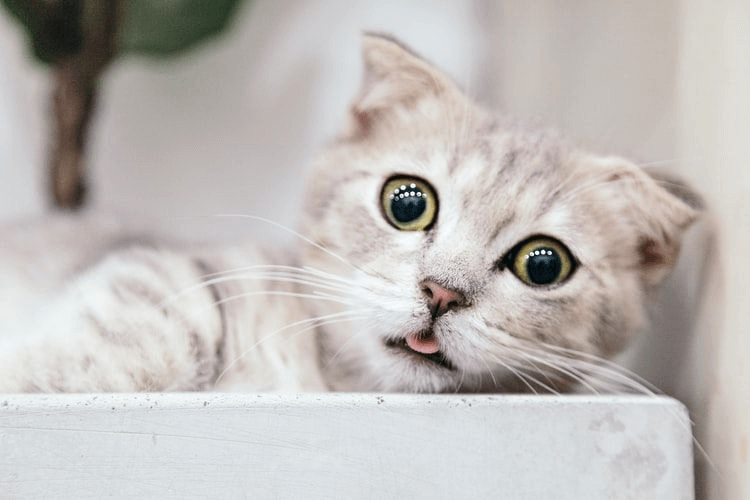 kenapa kucing jelir lidah
