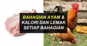 bahagian ayam