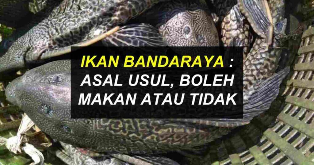 Ikan Bandaraya Asal Usul And Kesan Pada Ekosistem