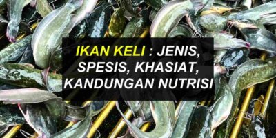 Ikan Keli : Jenis Spesis & Kandungan Nutrisi