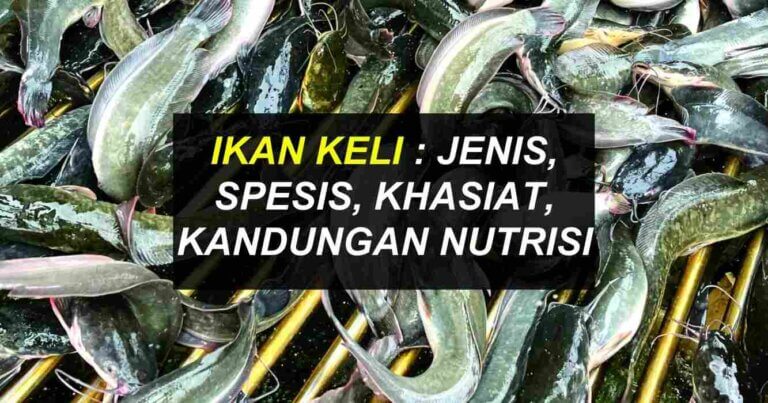 ikan keli